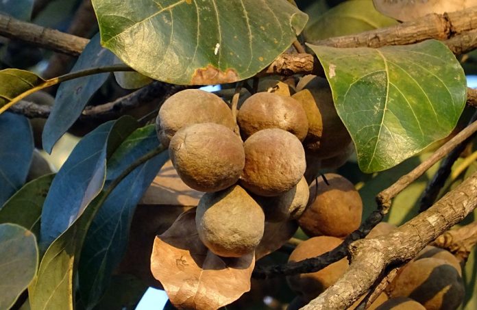Ayurvedic Skin Care: Triphala Helps Your Skin From The Inside Out!