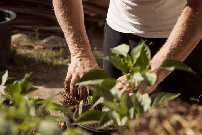 Can Gardening Improve Your Health?