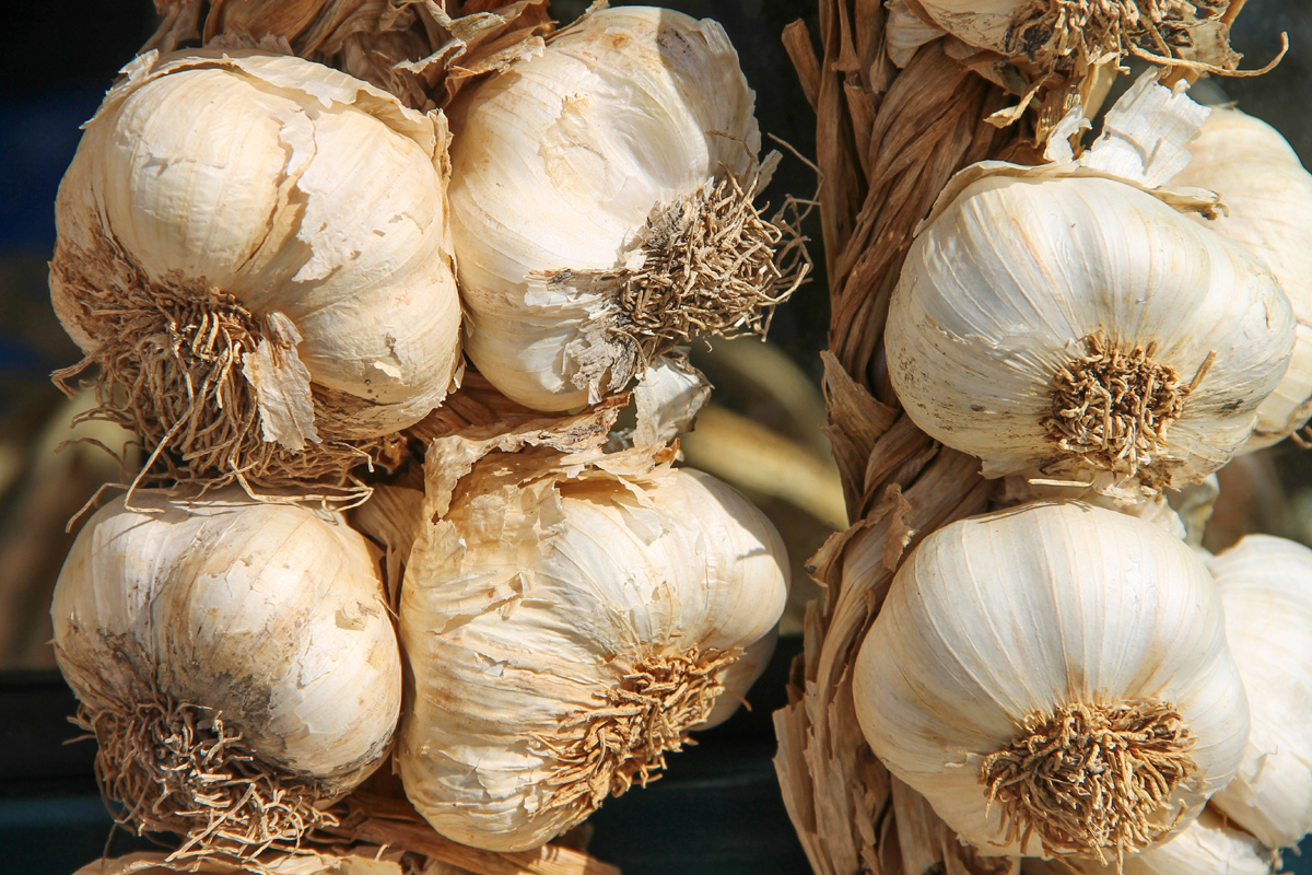 When to Harvest Garlic & Best Way to Store Herbs