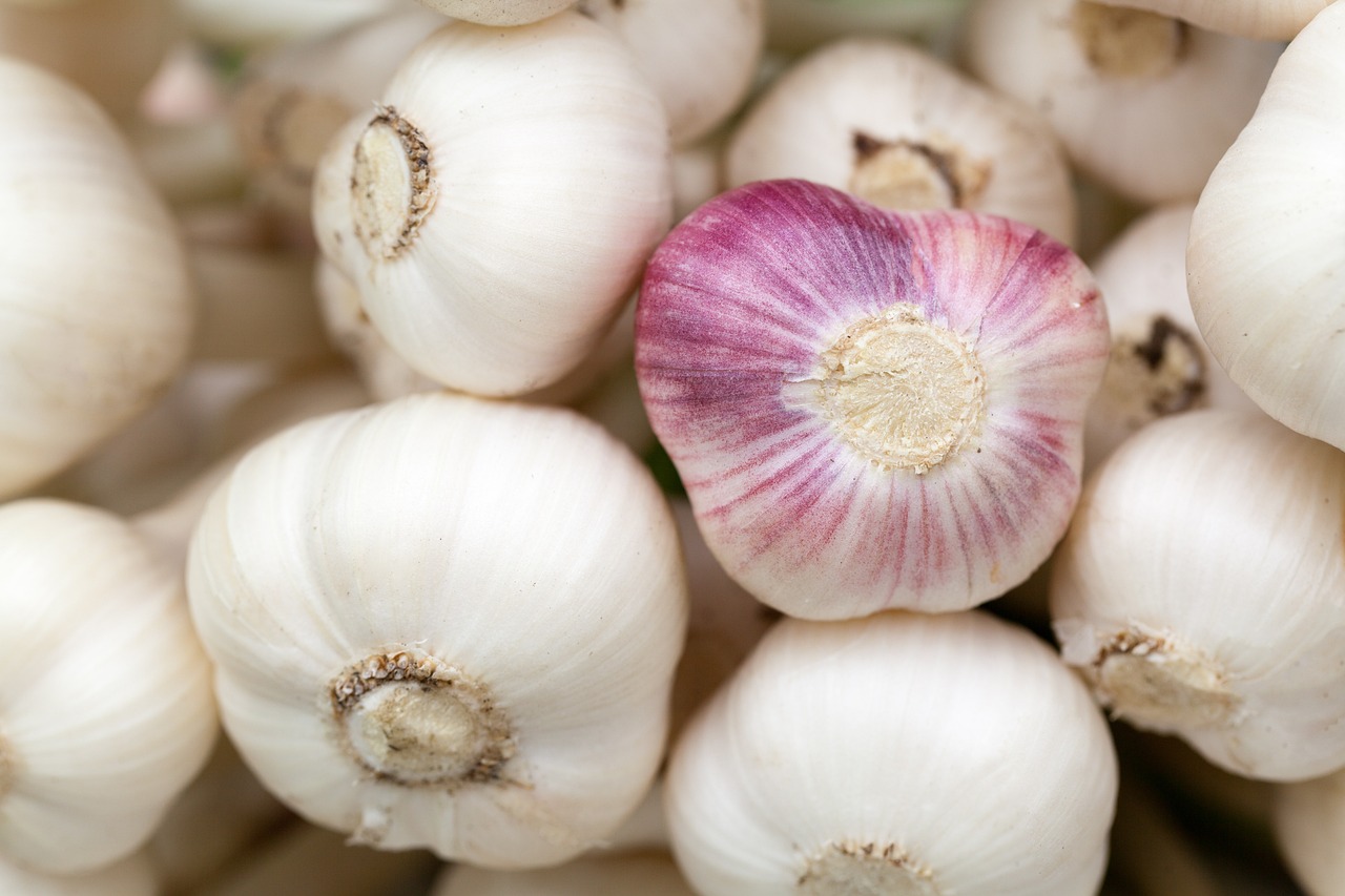 Garlic as a Medicine