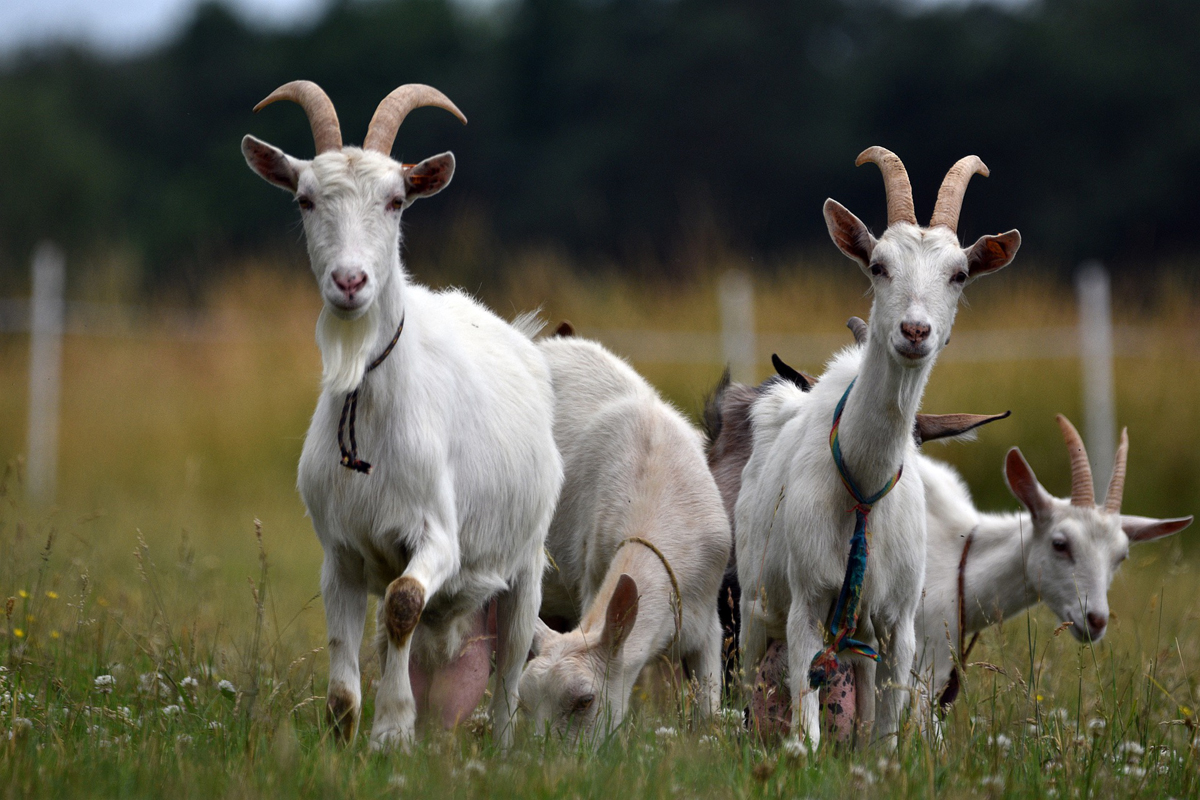 How to Raise Goats: Natural Goat Care for Meat, Milk and Profits in Your Backyard