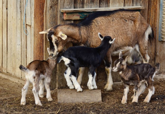 5 Tips to Help You Start Raising Goats