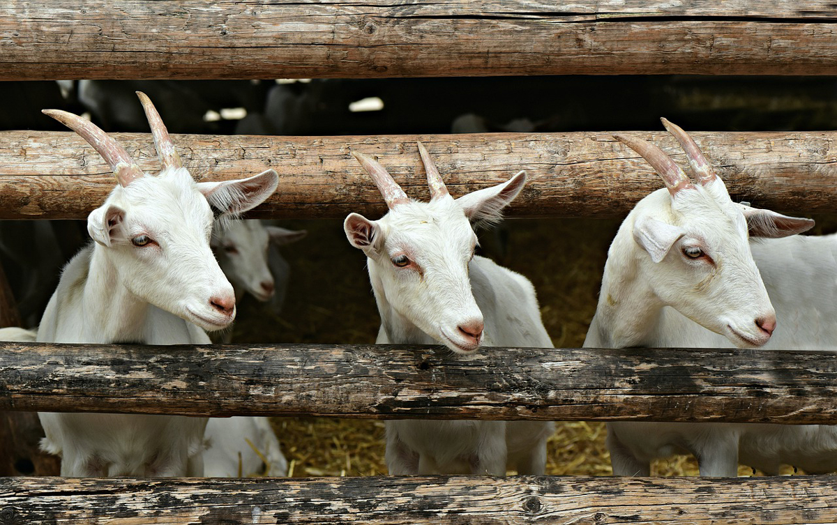 Goats - Crucial for The Self-Reliant Homesteader
