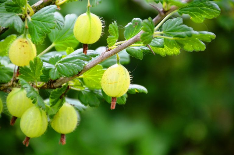 Growing Gooseberries in The Home Garden - Pioneerthinking.com