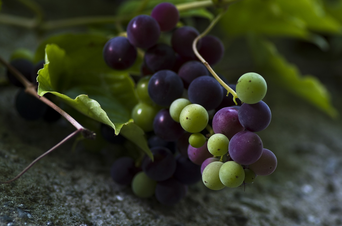 Grape Growing in Pots