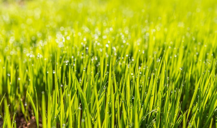 Top 10 Environmental Benefits of a Natural Lawn