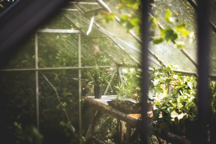 Pest Control Tips for Maintaining Your Greenhouse