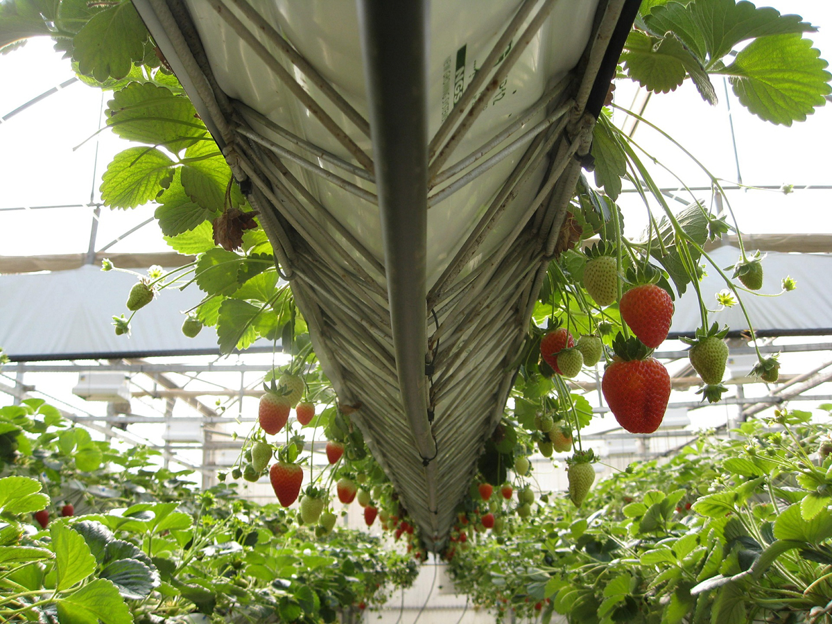 10 Top Tips for Growing Strawberries in Your Greenhouse