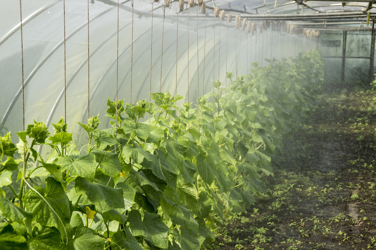 Greenhouse Watering Also Known as Greenhouse Misting