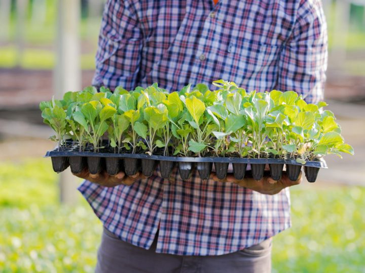 Growing Herbs for Profit