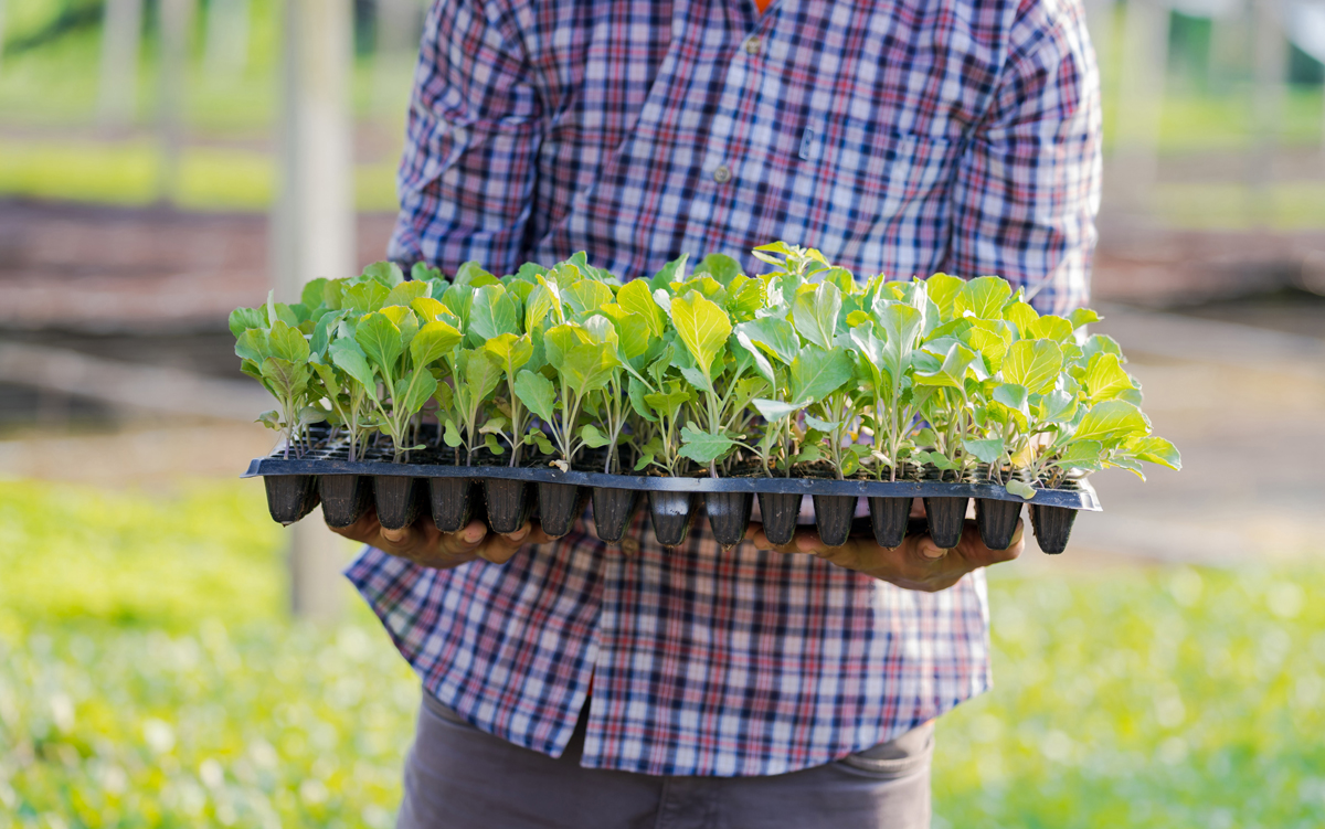 Growing Herbs for Profit