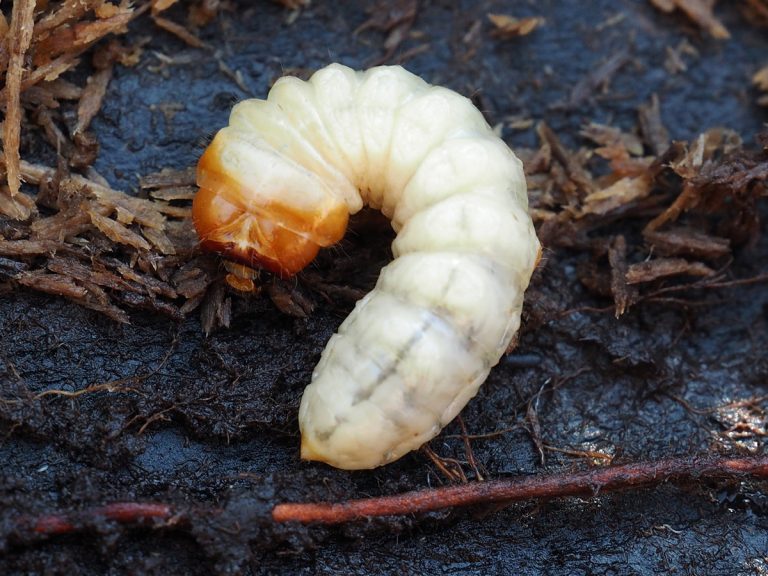 Controlling Lawn Grubs Organically - Pioneerthinking.com