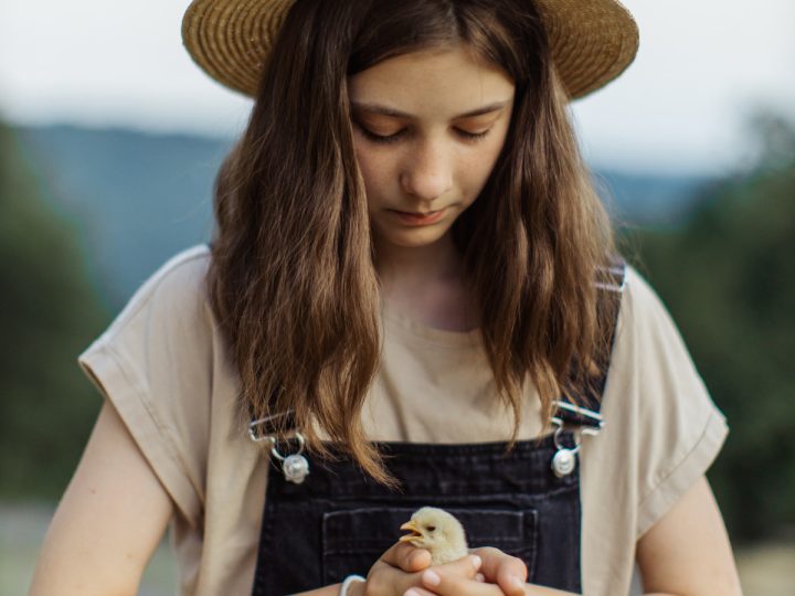 The Care and Handling of Baby Chicks
