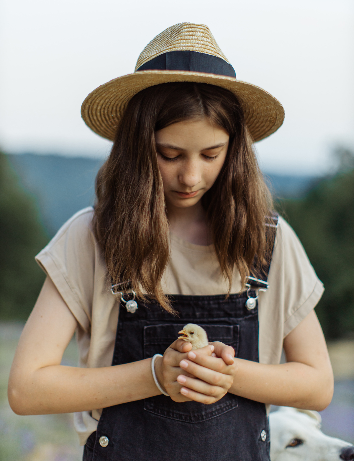 The Care and Handling of Baby Chicks