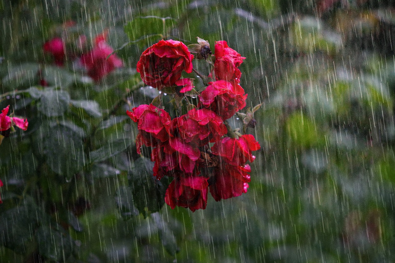 Protect Your Garden from Heavy Rainfall: Tips and Techniques