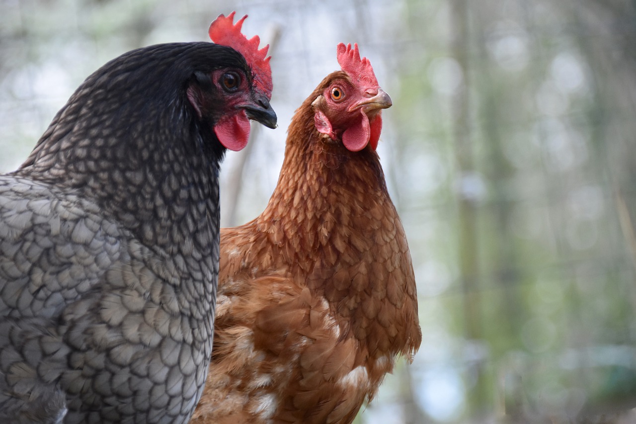 Keeping Chicken – Chicken Parasites, Causes and Treatments