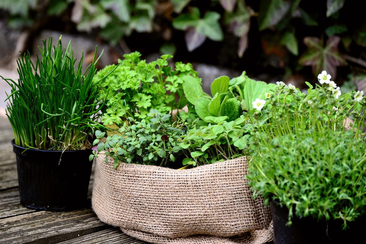 Create Your Own Herb Garden
