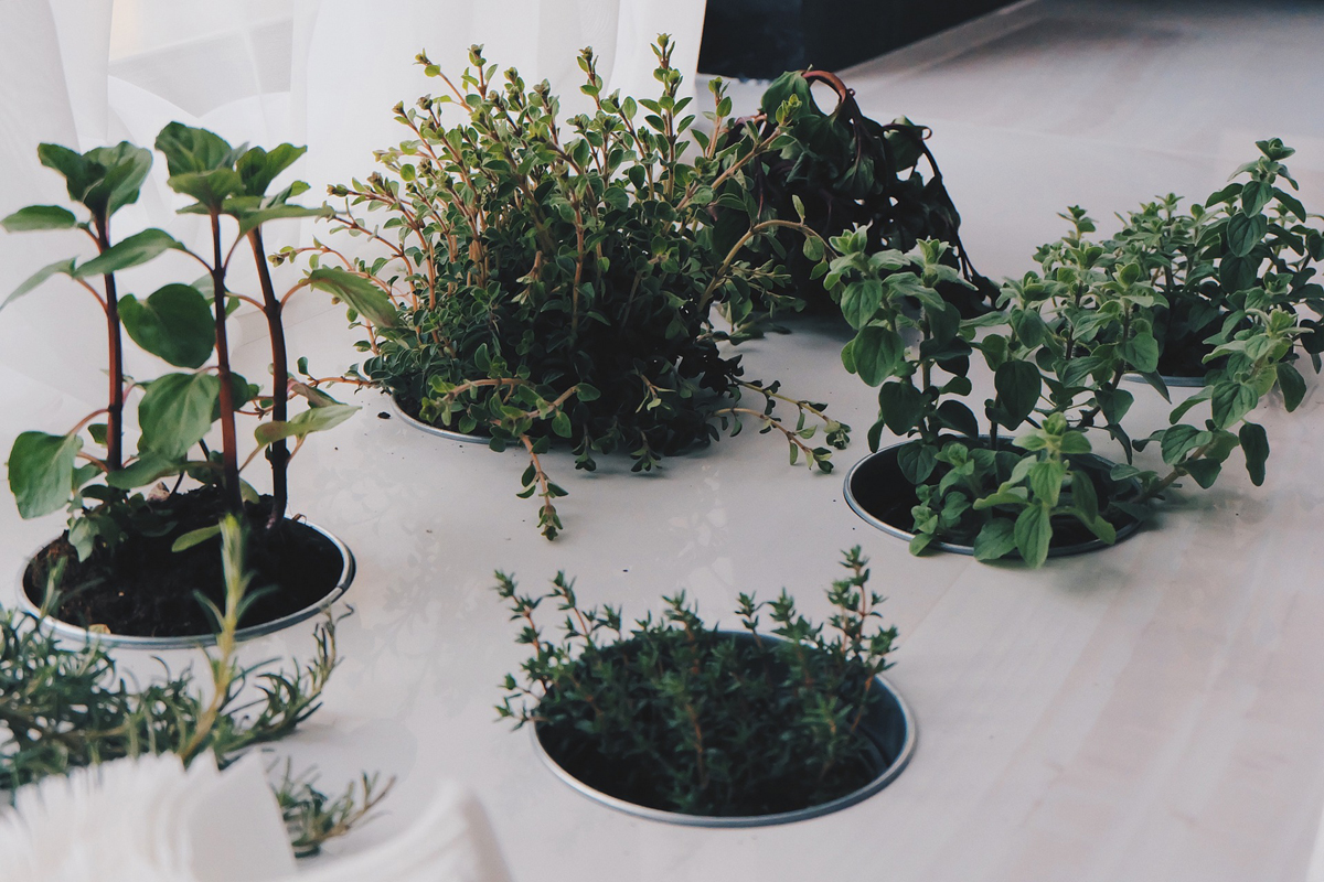 Windowsill Herb Garden – Six Herbs for Health