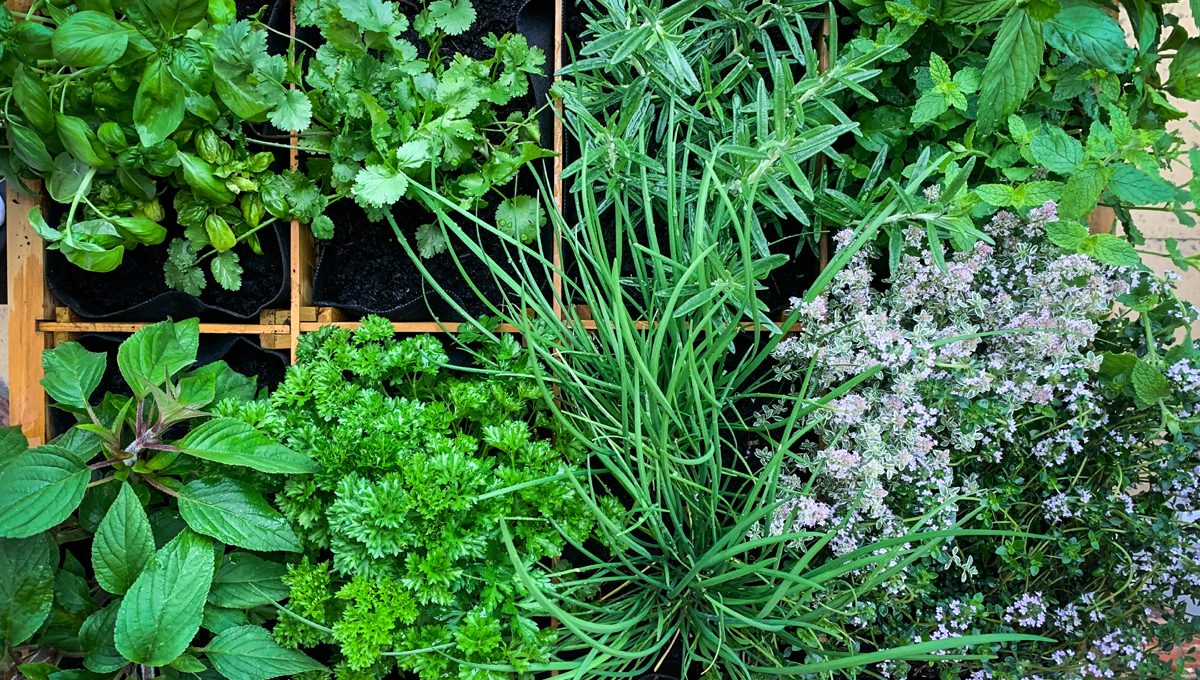 Elevate Your Cooking with Homegrown Herbs