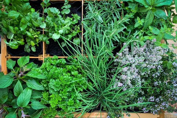 Elevate Your Cooking with Homegrown Herbs