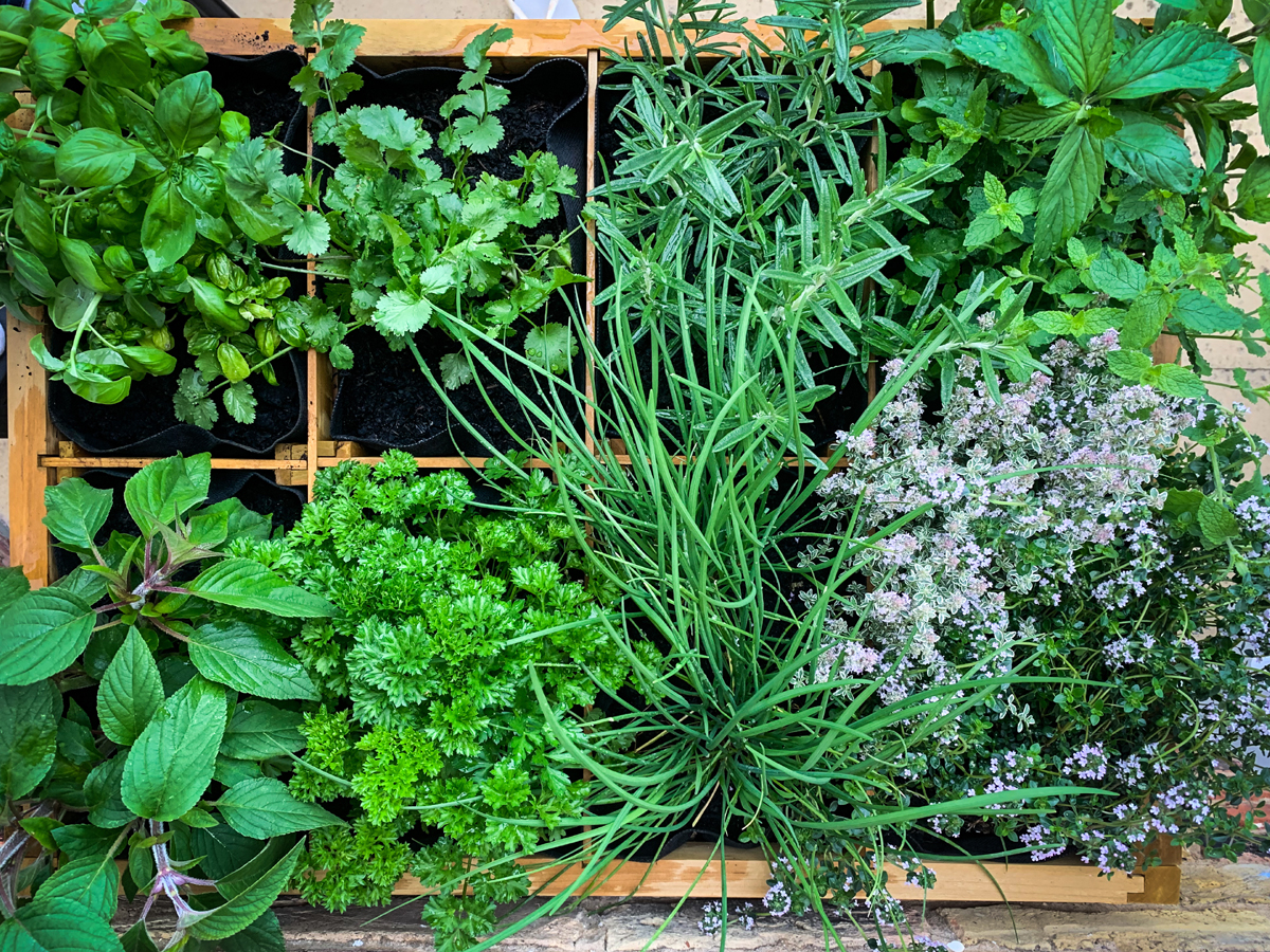 Elevate Your Cooking with Homegrown Herbs