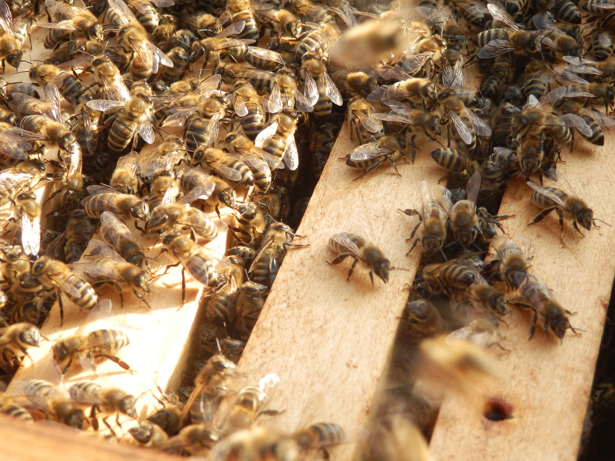 Different Ways of Getting Honey Bees into Your Own Hives