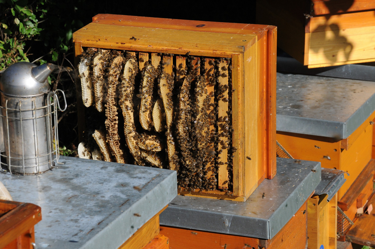 Bee Hive Construction – Assembling Supers and Frames