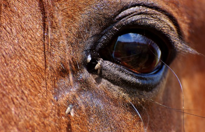 How to Keep Flies Away from Your Horse