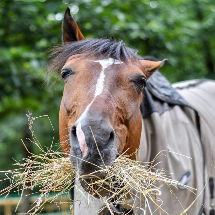 Ensuring Your Horse Gets the Proper Nutrition