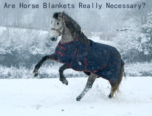Are Horse Blankets Really Necessary?