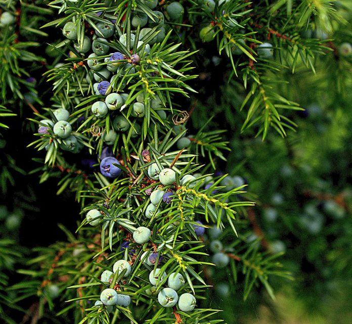 Common Juniper Tree History and Facts