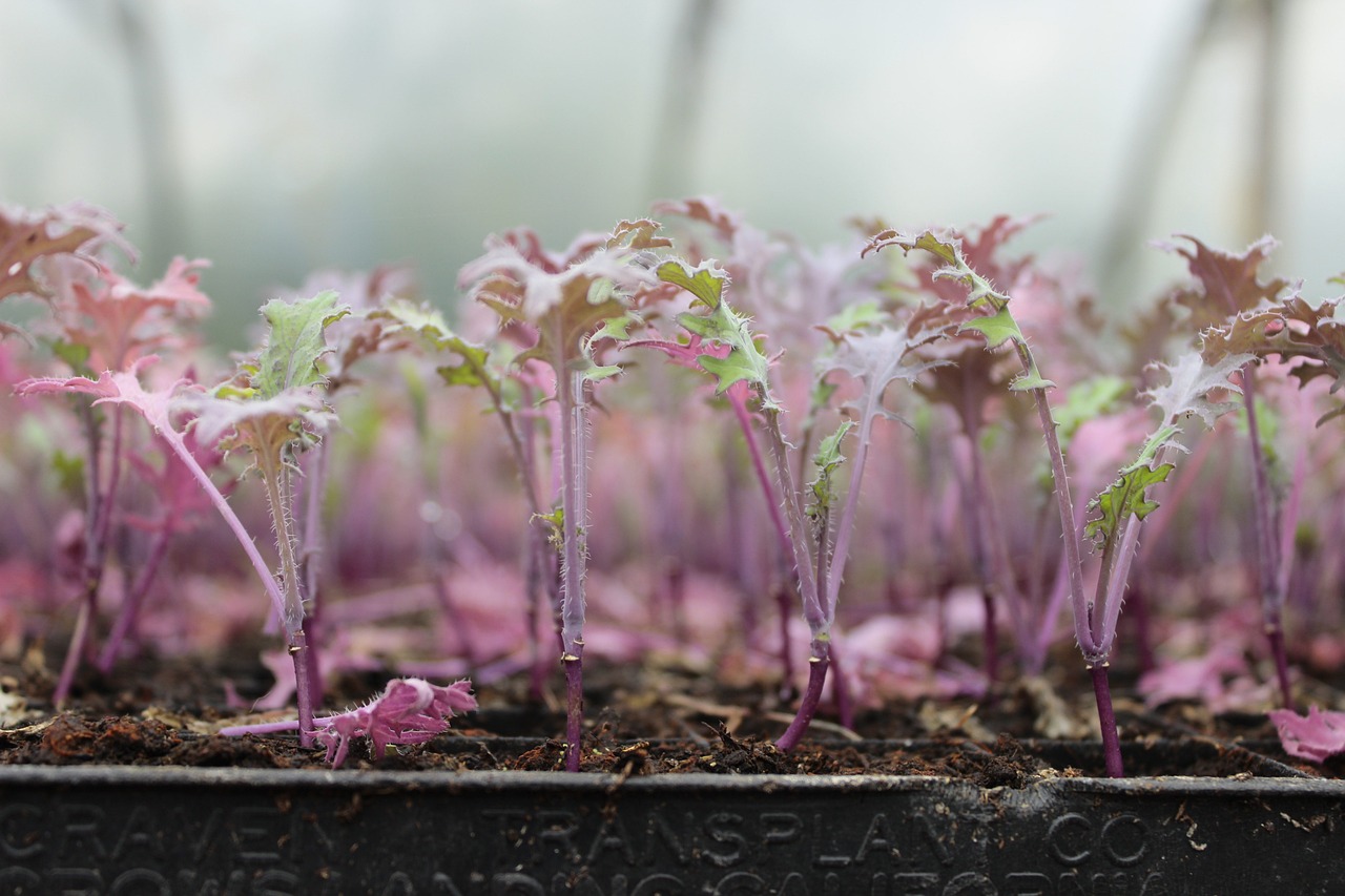 Prepare your Plants and Greenhouse for Winter