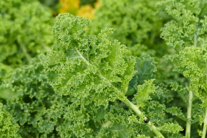Guide to Growing Kale