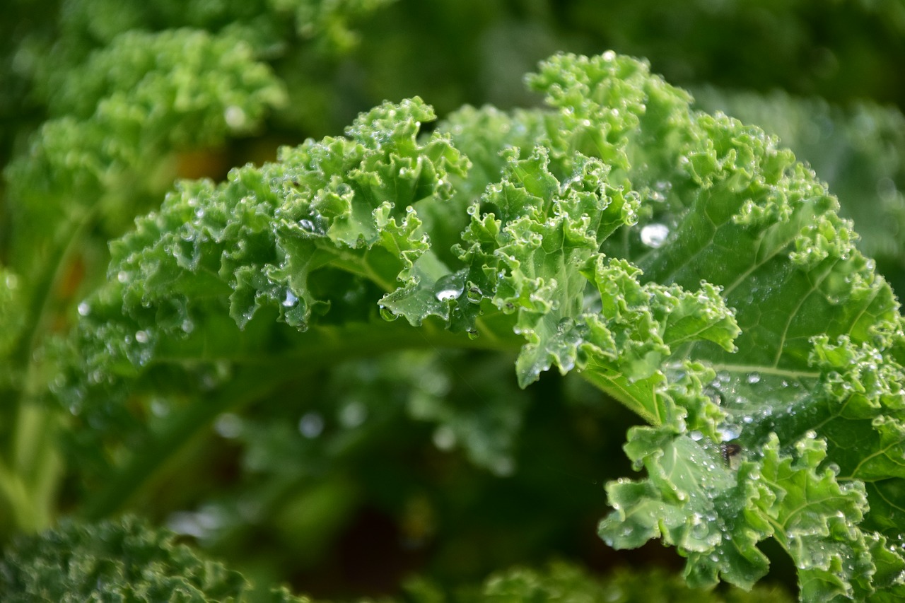 Popularity of Kale in Recipes