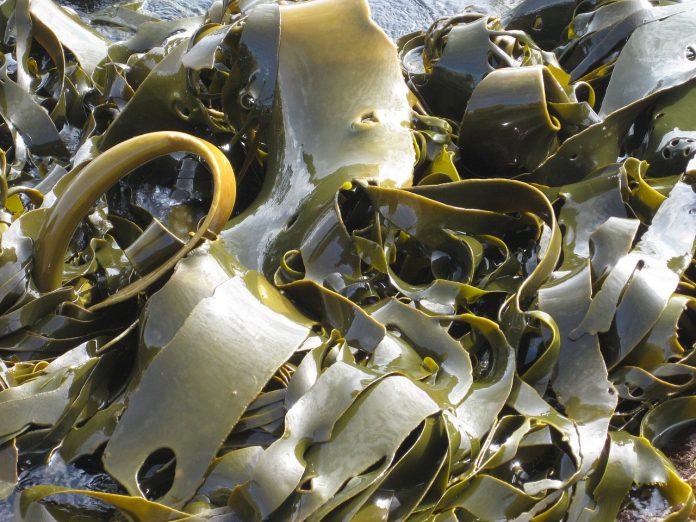 Benefits of Kelp
