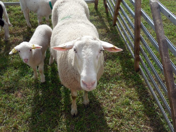 Sheep Handling Equipment - How It Can Help the Sheep Owner To Manage The Flock Effectively
