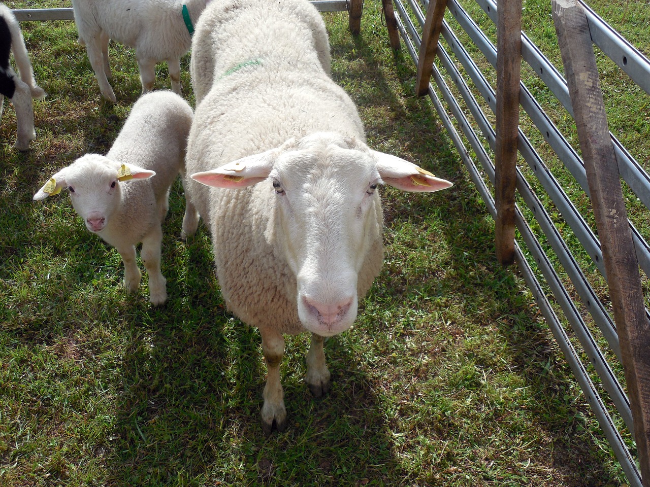 Sheep Handling Equipment – How It Can Help the Sheep Owner To Manage The Flock Effectively