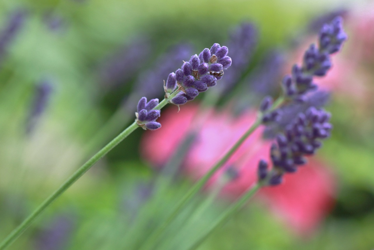 Essential Lavender Oil: What Are Its Benefits?