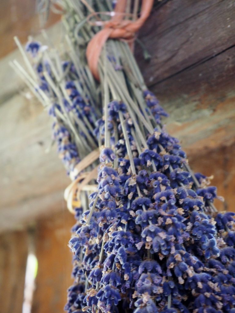 Drying Lavender