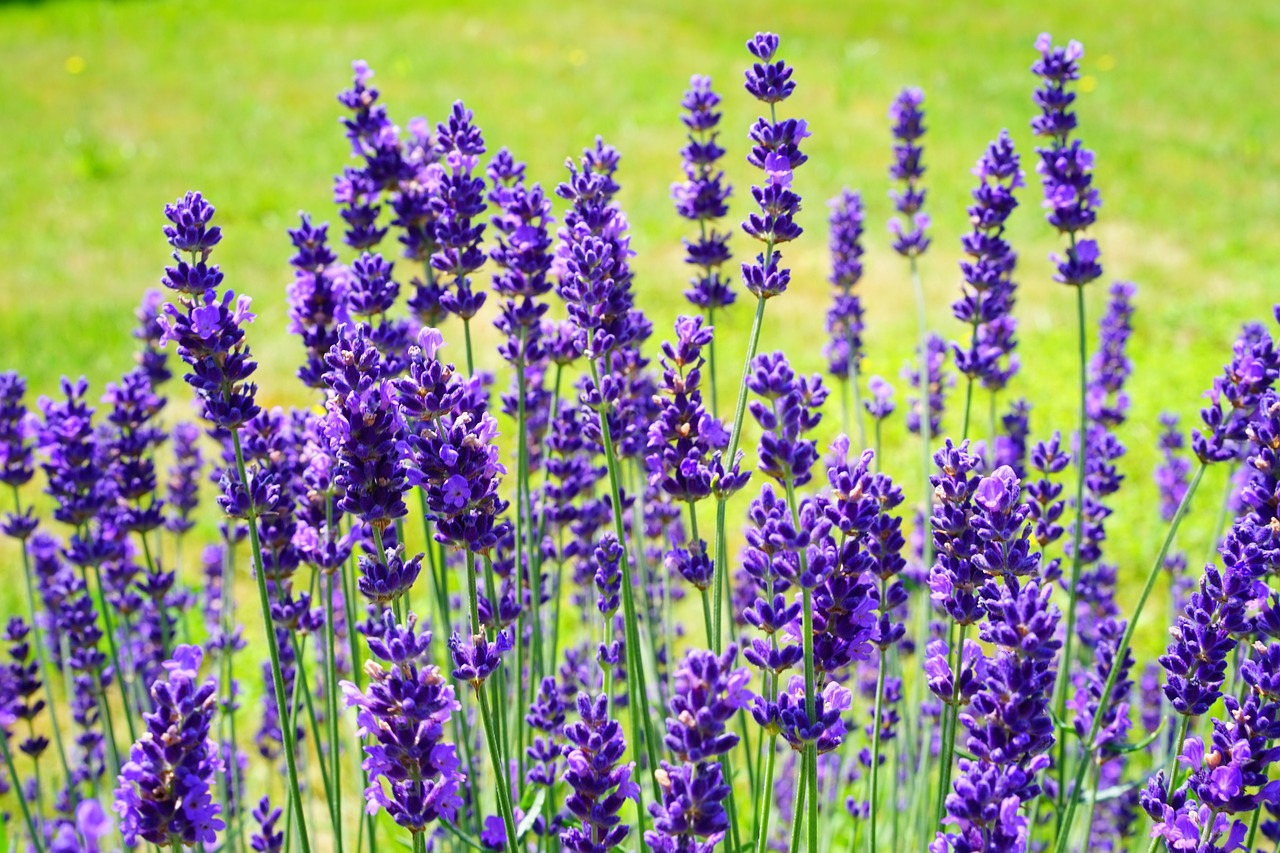 All About Lavender Essential Oil