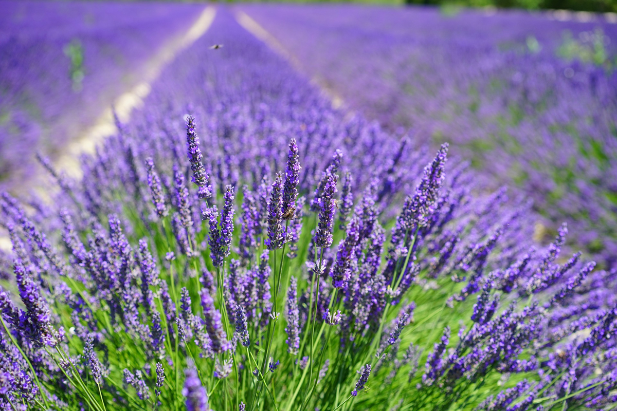 Planting Lavender is an Easy Spring Garden Project