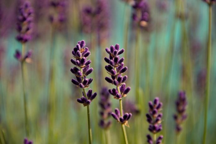The Medical Uses of Lavender Essential Oil Throughout History