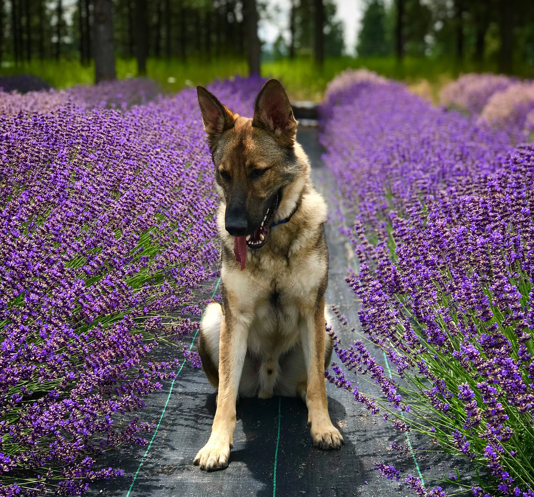 10 Medicinal Herbs for Dogs