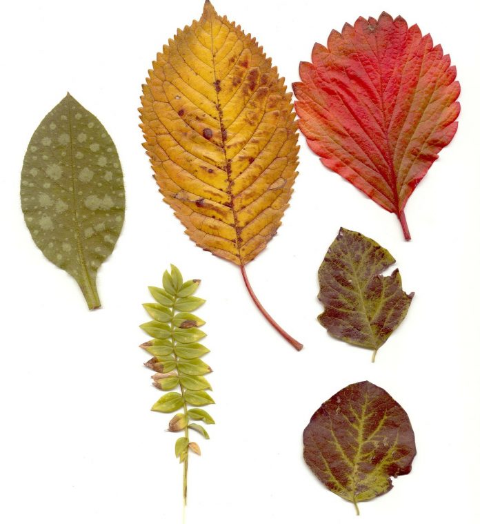 How You Can Make Novelties From Leaves