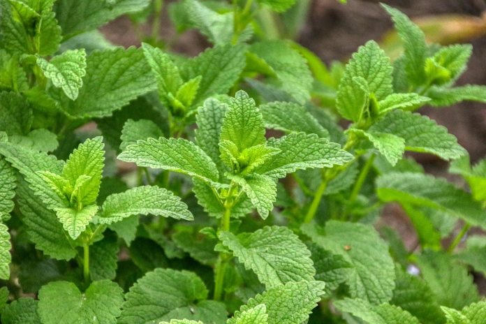10 Powerful Plants to Keep Mosquitoes Away from Your Home