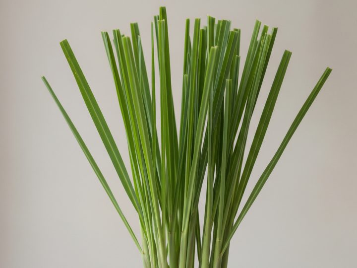 Rejuvenate with Nature Using This Natural Grass