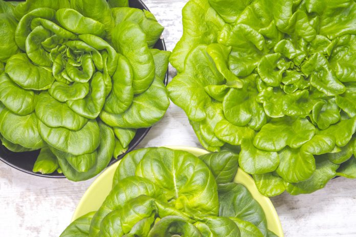How to Grow Lettuce Indoors