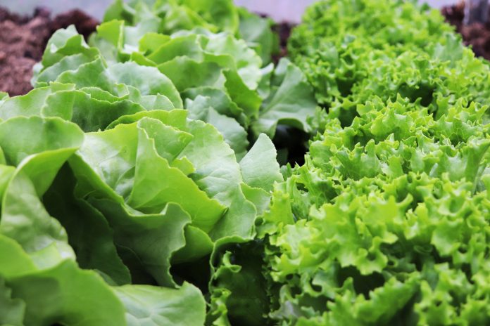 Growing and Caring for Delicious Lettuce in Your Garden