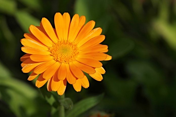 Marigolds - Just Might Save Your Sight, Your Skin and Heart Too