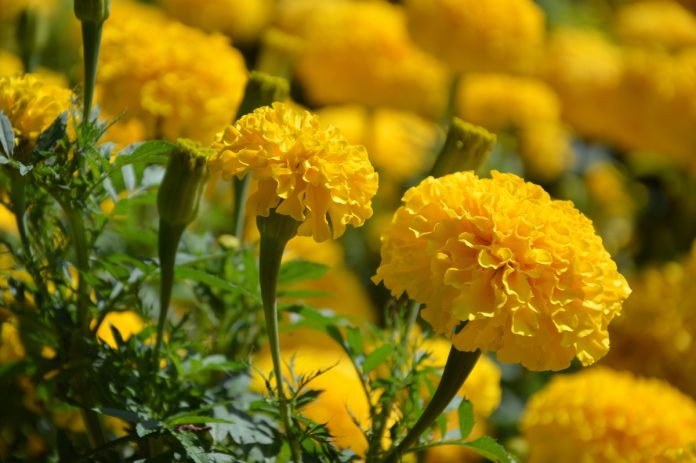 Planting Marigolds for Beautiful Summer Flowers: A Complete Guide
